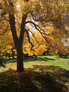 A beautiful tree along the trail